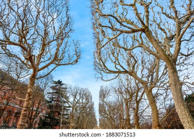 Empty Trees Alley . Paris City Park