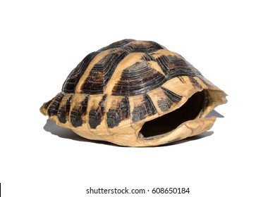 turtle shell bolsa