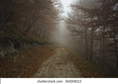 10,463 Aesthetic forest Images, Stock Photos & Vectors | Shutterstock