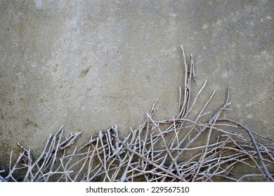 Empty wall with branch side of frame - vintage