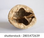 Empty walnut shell on white background. Close up view of single cracked empty walnut nutshell with inner wooden partition on white paper surface