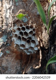 Empty Wasp Nest Still Hanging On The Tree