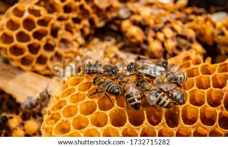 Similar – Image, Stock Photo Beehive from above with many bees