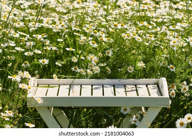 Empty White Wooden Table In A Camomile Field, Mock Up. Shallow Depth Of Field. Empty Space For Product Montage.