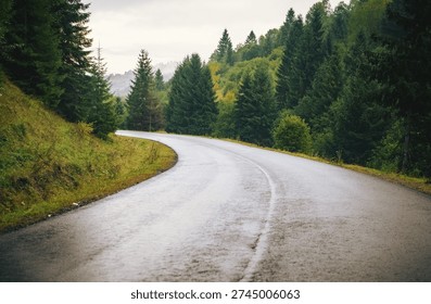 Empty Winding Mountain Road Through Evergreen Forest in the Carpathian Mountains, Ukraine. Scenic Countryside Landscape After Rain