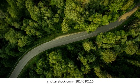 
Empty Winding Road Through Dense Forest