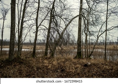 empty winter forest in winter with no snow and no tree leaves. park walkway in Latvia