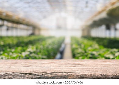 Empty wood table top and blurred green tree and vegetable in greenhouse of agricultural farms. background - can used for display or montage your products.
