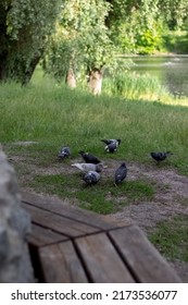 Empty Wooden Chair At Lake Garden, Pigeons Peck Grain