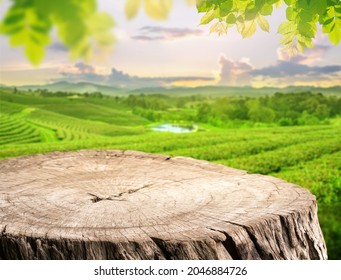 empty wooden desk or old stump of wood with blurry tea plantation on hill against evening sky and leave as frame Product display stand nature background concept