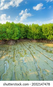 Empty wooden floor with blurred mangrove forest under sunlight background. For display or montage your products