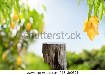 Empty wooden log a product podium for Mango tropical fruit and Dessert concept.
