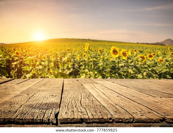 Sunflower Field Background Images