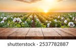 Empty wooden table, cotton field background during harvest season