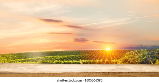 empty wooden table on the background of vines, tuscan landscape at sunrise - Powered by Shutterstock