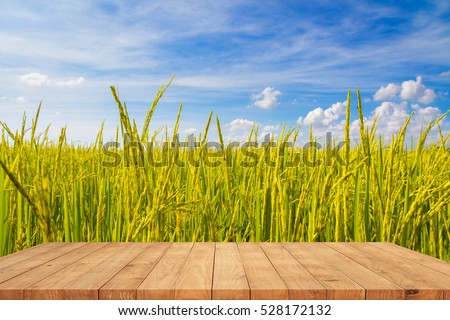 Empty wooden table on rice fields with blue sky background
