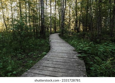 Empty wooden walkway goes through the dark forest in the summer evening