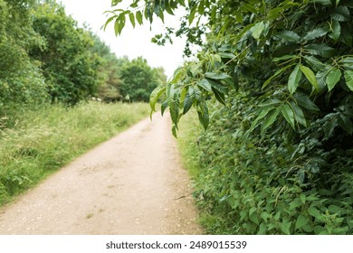 Empty woodland nature trail and dirt road seen at the edge of a dense forest in Europe. - Powered by Shutterstock