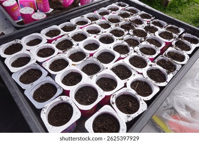 Empty yogurt containers are repurposed as biodegradable seed starting pots, filled with soil and ready for planting, promoting sustainable gardening practices