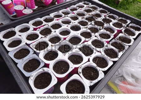 Empty yogurt containers are repurposed as biodegradable seed starting pots, filled with soil and ready for planting, promoting sustainable gardening practices