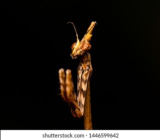 Empusa Fasciata On Black Background Standing Stock Photo 1446599642