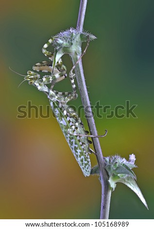 Similar – Young cucumber plant