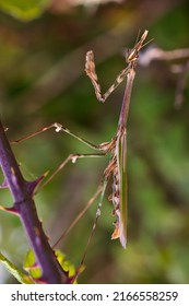 Empusa Pennata. Stick Mantis In Its Natural Environment.