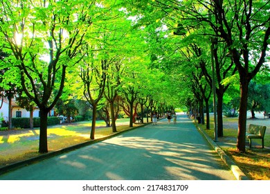 Empyrean scenery from Parco della Repubblica in Sirolo with a wide paved road strolled by different people and rows of splendid green trees on both sides, occasional stone benches, meadows and a hedge - Shutterstock ID 2174831709