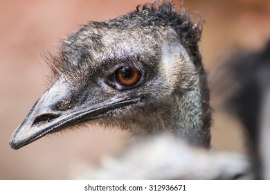 Ostrich Emus Head Biggest Australian Bird Stock Photo (Edit Now) 1925529212