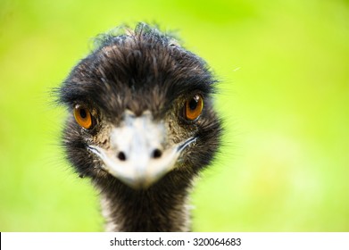 Emu