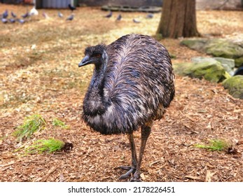 Emu Australia Wild Life In Sydney 