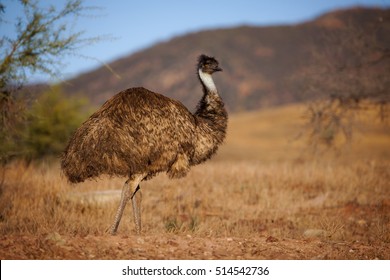 Emu In Australian Outback, Flinders Ranges National Park, South Australia, Australia