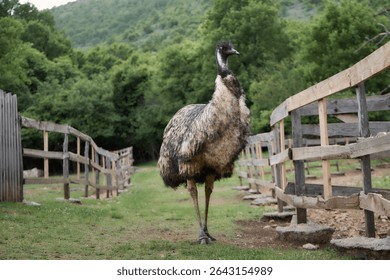 The emu bird faces forward while standing on a dirt path. The rustic fencing surrounds the farmyard.