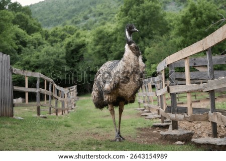The emu bird faces forward while standing on a dirt path. The rustic fencing surrounds the farmyard.