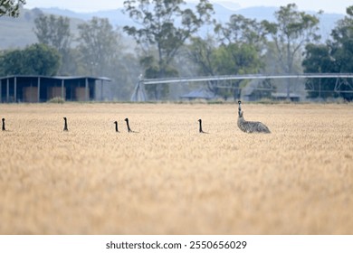 Emu bird family with chicks in wheat field crop, Queensland Australia, national native wildlife emblem fauna, rural countryside landscape - Powered by Shutterstock