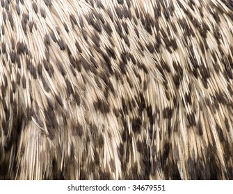 Emu Bird Texture