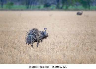 Emu bird in wheat field crop, Queensland Australia, national native wildlife emblem fauna, rural countryside landscape - Powered by Shutterstock