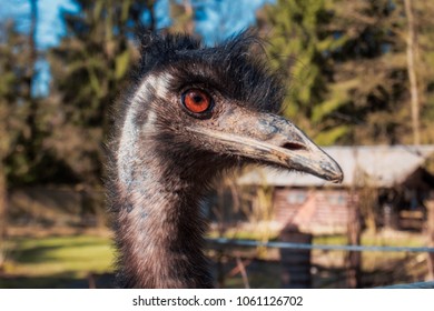 Emu Close Up