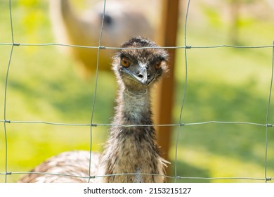 Emu (Dromaius Novaehollandiae), Australian Farm Animal.