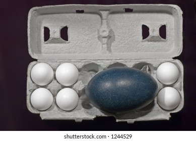 An Emu (Dromaius novaehollandiae) egg is shown with several chicken eggs