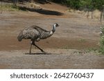 Emu Dromaius novaehollandiae walking around and foraging at Tower Hill State Game Reserve in Victoria - Australia on a hot Summer day