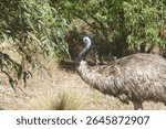 Emu Dromaius novaehollandiae walking around and foraging at Tower Hill State Game Reserve in Victoria - Australia on a hot Summer day