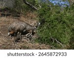 Emu Dromaius novaehollandiae walking around and foraging at Tower Hill State Game Reserve in Victoria - Australia on a hot Summer day