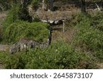 Emu Dromaius novaehollandiae walking around and foraging at Tower Hill State Game Reserve in Victoria - Australia on a hot Summer day