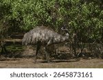 Emu Dromaius novaehollandiae walking around and foraging at Tower Hill State Game Reserve in Victoria - Australia on a hot Summer day