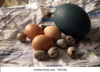 Emu Egg And Quail Eggs