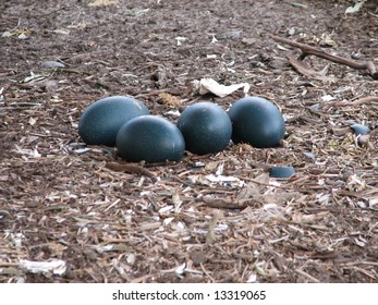 Emu Eggs