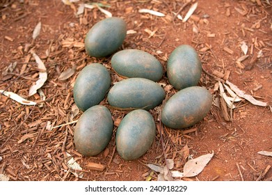 Emu Eggs