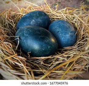 Emu Eggs In The Nest