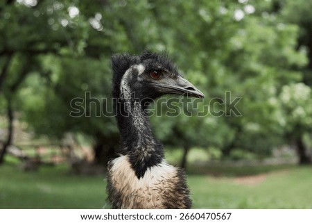 An emu faces forward, its head slightly turned. Dense trees blur behind in soft focus.